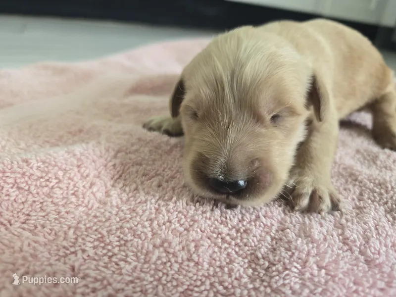 Coco (New Born) – English Cream Golden Retriever puppy for sale in Naples Park, FL