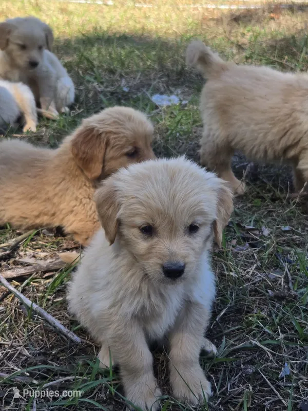 Golden Retrievers (New borns)  – Golden Retriever puppy for sale in Naples Park, FL