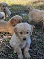 Golden Retrievers (New borns) , a male Golden Retriever for sale in Naples Park, FL – 1 of 1