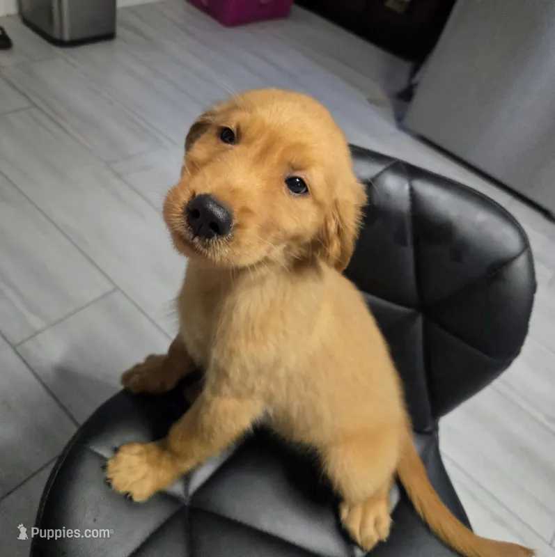 Lily (AKC Registered Girl) – Golden Retriever puppy for sale in Naples, FL