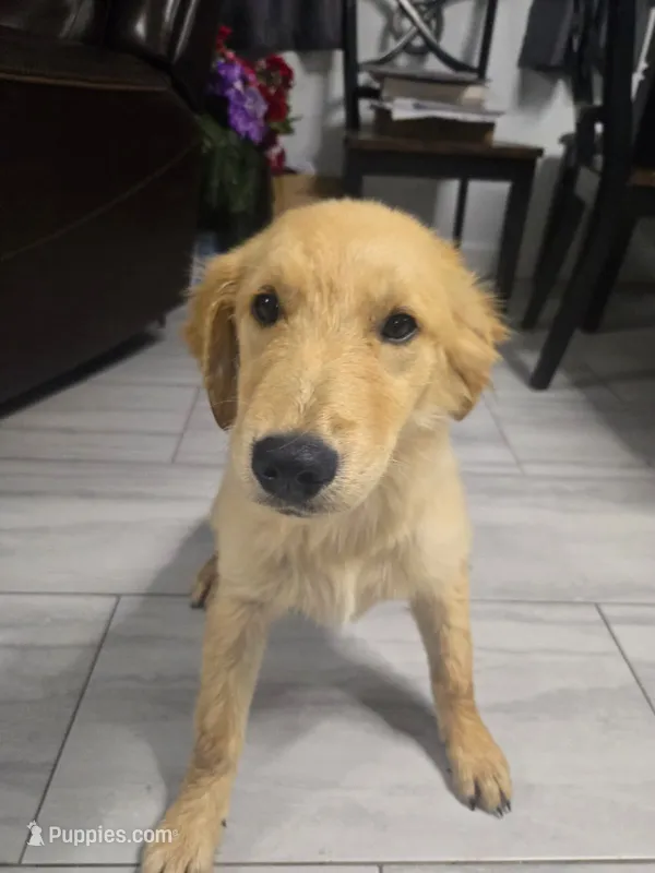 Lucy – Golden Retriever puppy for sale in Naples Park, FL