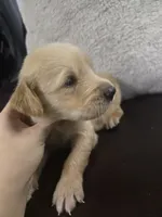 Leo  (AKC Registered Boy), a male English Cream Golden Retriever for sale in Naples, FL – 2 of 2