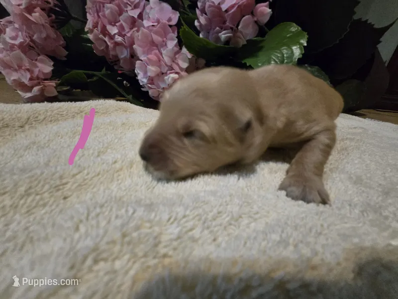 Coco – English Cream Golden Retriever puppy for sale in Naples Park, FL