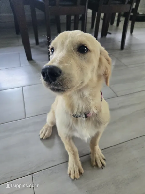 Stella – Golden Retriever puppy for sale in Naples Park, FL