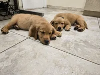Marie (AKC Registered Girl), a female Golden Retriever for sale in Naples, FL – 2 of 2