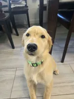 Bau, a male Golden Retriever for sale in Naples Park, FL – 1 of 1
