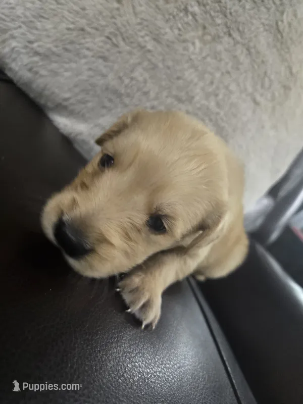 Coco  (AKC Registered Girl) – English Cream Golden Retriever puppy for sale in Naples Park, FL