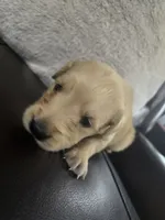 Coco  (AKC Registered Girl), a female English Cream Golden Retriever for sale in Naples, FL – 1 of 1