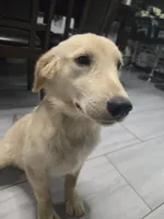 Luna, a female English Cream Golden Retriever for sale in Naples Park, FL – 3 of 3