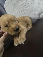 Lily (AKC Registered Girl), a female Golden Retriever for sale in Naples, FL – 2 of 2
