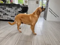 Golden Retrievers (EXPECTED in September), a  Golden Retriever for sale in Naples, FL – 2 of 3