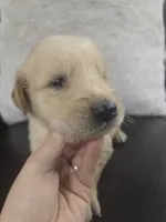 Leo  (AKC Registered Boy), a male English Cream Golden Retriever for sale in Naples, FL – 1 of 2