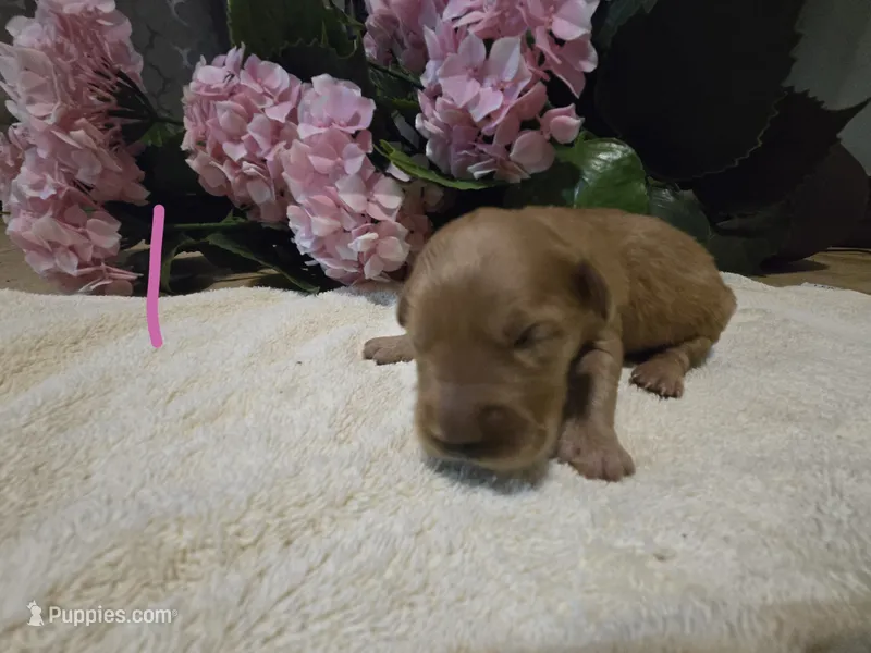 Chloe (New Born) – Golden Retriever puppy for sale in Naples Park, FL