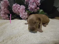 Chloe (New Born), a female Golden Retriever for sale in Naples Park, FL – 1 of 2