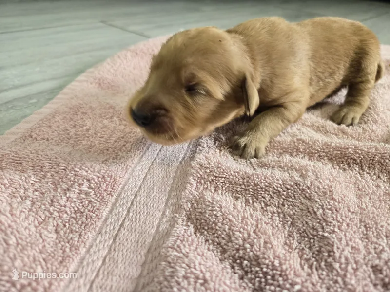Lily (New Born) – Golden Retriever puppy for sale in Naples Park, FL