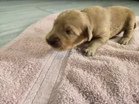 Lily (New Born), a female Golden Retriever for sale in Naples Park, FL – 1 of 1