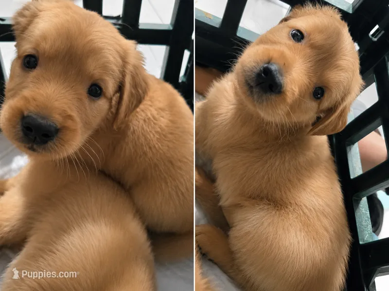 Marie (AKC Registered Girl) – Golden Retriever puppy for sale in Naples, FL