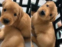 Marie (AKC Registered Girl), a female Golden Retriever for sale in Cape Coral, FL – 1 of 3
