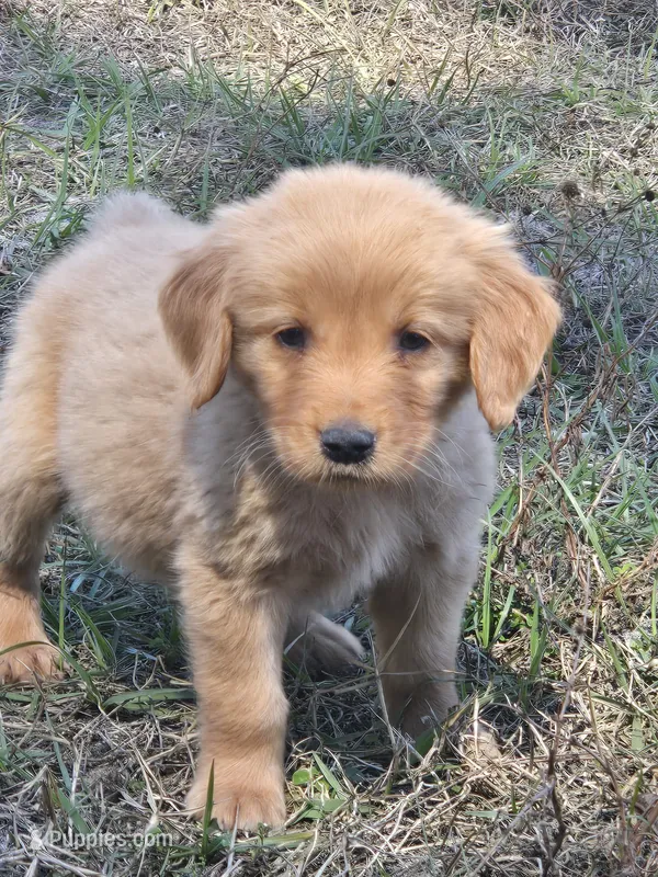 Golden Retrievers (New borns)  – Golden Retriever puppy for sale in Naples Park, FL