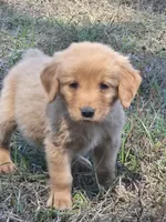 Golden Retrievers (New borns) , a female English Cream Golden Retriever for sale in Naples Park, FL – 1 of 1