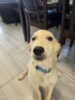 Buddy , a male Golden Retriever for sale in Naples Park, FL – 2 of 2