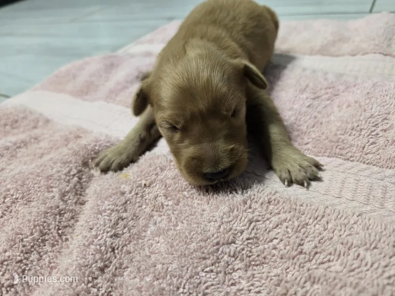 Chloe (New Born) – Golden Retriever puppy for sale in Naples Park, FL