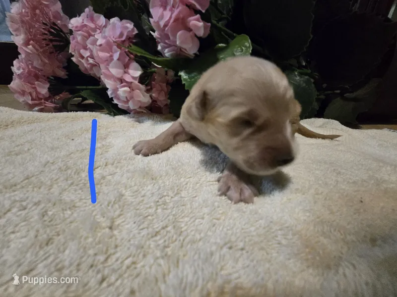 Leo – English Cream Golden Retriever puppy for sale in Naples Park, FL
