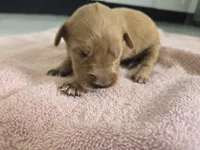 Toby (New Born), a male Golden Retriever for sale in Naples Park, FL – 1 of 1