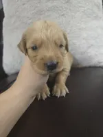 Toby  (AKC Registered Boy), a male Golden Retriever for sale in Naples, FL – 1 of 2