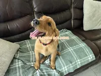 Marie (AKC Registered Girl), a female Golden Retriever for sale in Cape Coral, FL – 3 of 3