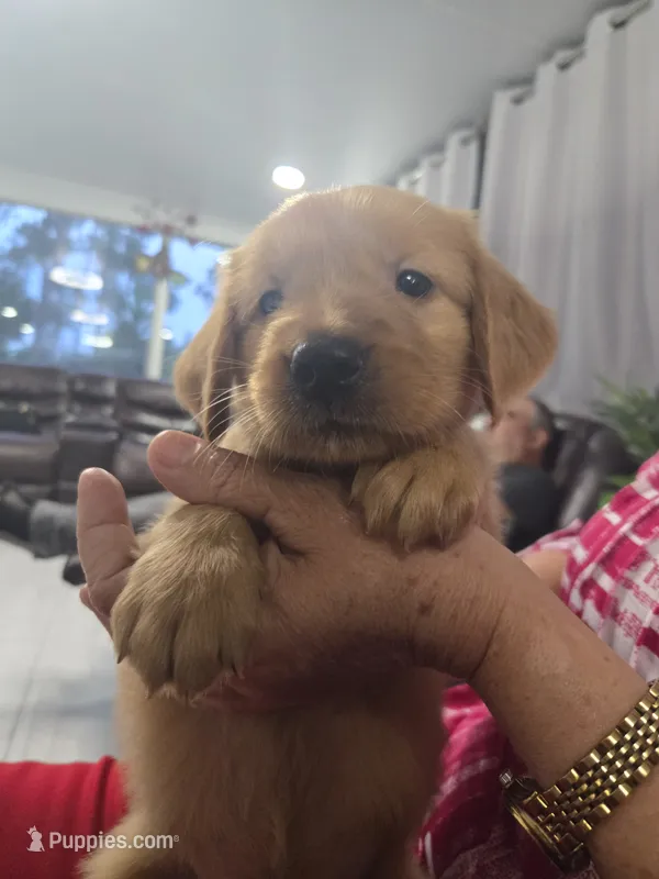 Chloe (AKC Registered Girl) – Golden Retriever puppy for sale in Naples Park, FL