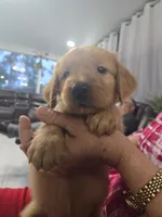 Chloe (AKC Registered Girl), a female Golden Retriever for sale in Naples, FL – 1 of 2