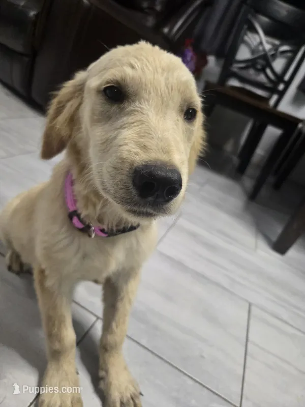 Daisy – Golden Retriever puppy for sale in Naples Park, FL