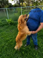 Golden Retrievers (EXPECTED in September), a  Golden Retriever for sale in Naples, FL – 3 of 3