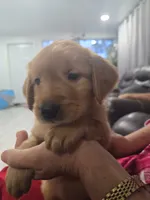 Chloe (AKC Registered Girl), a female Golden Retriever for sale in Naples, FL – 2 of 2