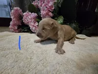 Leo (New born), a male English Cream Golden Retriever for sale in Naples Park, FL – 2 of 2
