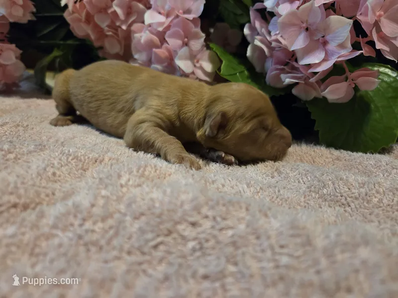 Golden Retrievers (New borns)  – Golden Retriever puppy for sale in Naples Park, FL