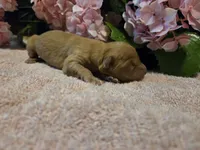 Golden Retrievers (New borns) , a female Golden Retriever for sale in Naples Park, FL – 1 of 1