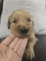 Lily (AKC Registered Girl), a female Golden Retriever for sale in Naples, FL – 1 of 2
