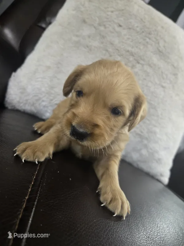 Chloe (AKC Registered Girl) – Golden Retriever puppy for sale in Naples Park, FL
