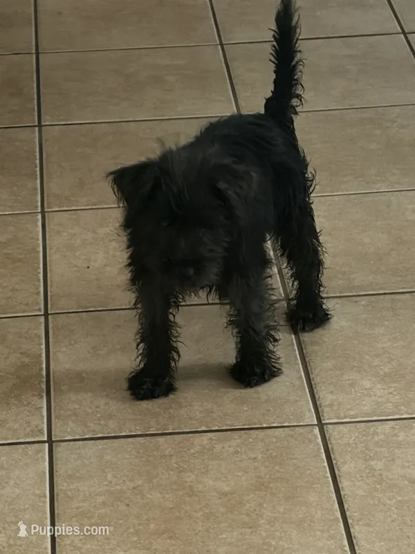Bailey  – Miniature Schnauzer puppy for sale in Cicero, IL