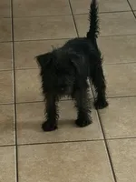 Bailey , a female Miniature Schnauzer for sale in Cicero, IL – 1 of 4