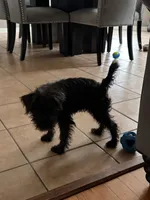 Bailey , a female Miniature Schnauzer for sale in Cicero, IL – 2 of 4