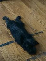Bailey , a female Miniature Schnauzer for sale in Cicero, IL – 3 of 4