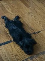 Bailey , a female Miniature Schnauzer for sale in Cicero, IL – 4 of 4