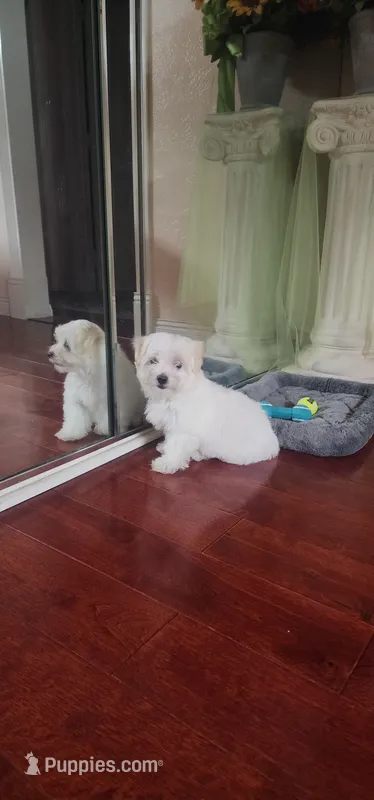 Bao – Maltese, Shih Tzu puppy for sale in San Diego, CA