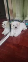 Bao, a female Maltese and Shih Tzu for sale in San Diego, CA – 2 of 2