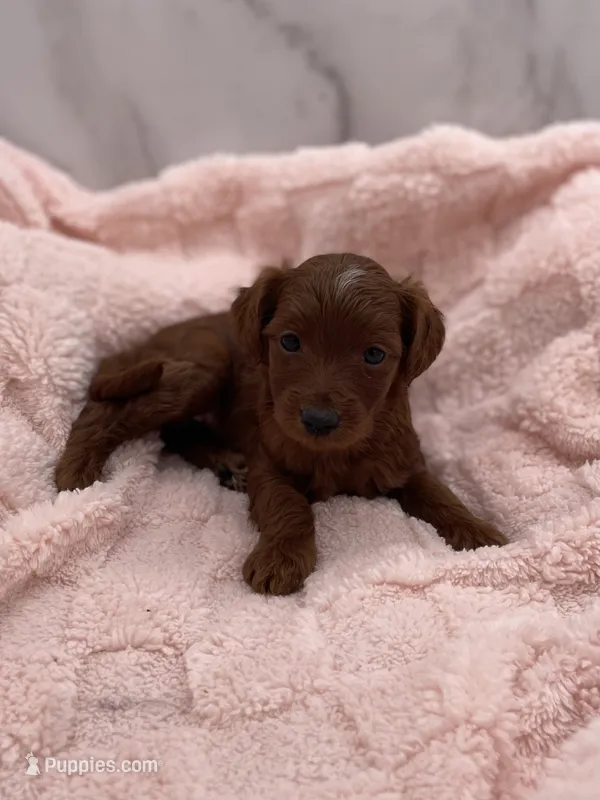 Maple – Miniature Goldendoodle puppy for sale in Kansas City, KS