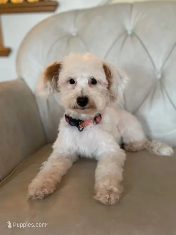 Pearl – Miniature Goldendoodle puppy for sale in Kansas City, KS