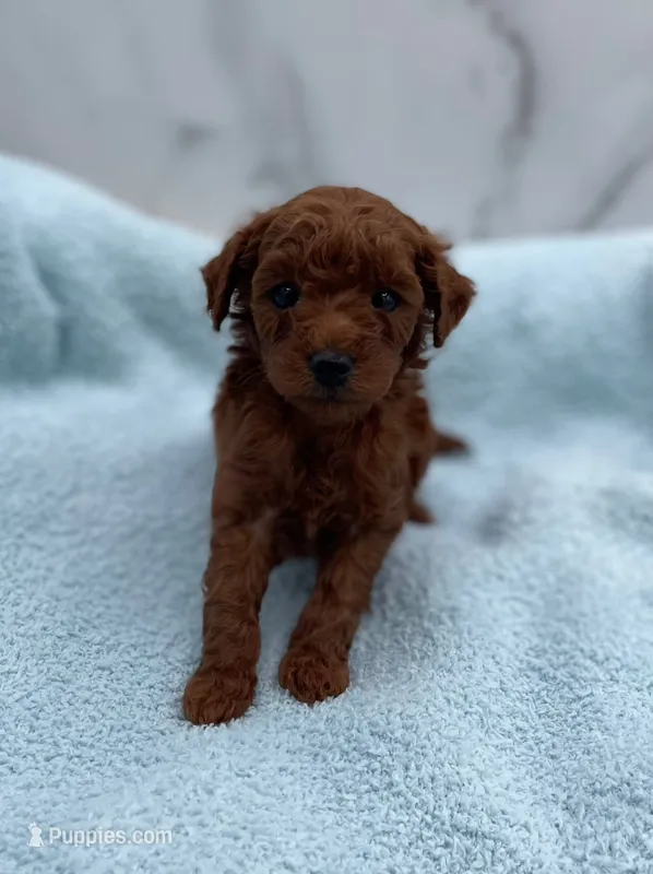 Acorn – Miniature Goldendoodle puppy for sale in Kansas City, KS